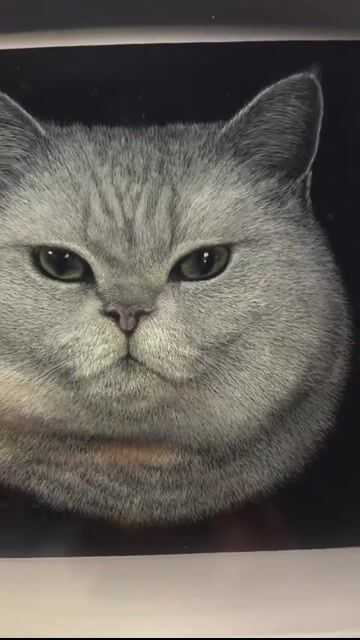 Custom Scratch-Style 3D Pet Portrait from Photo